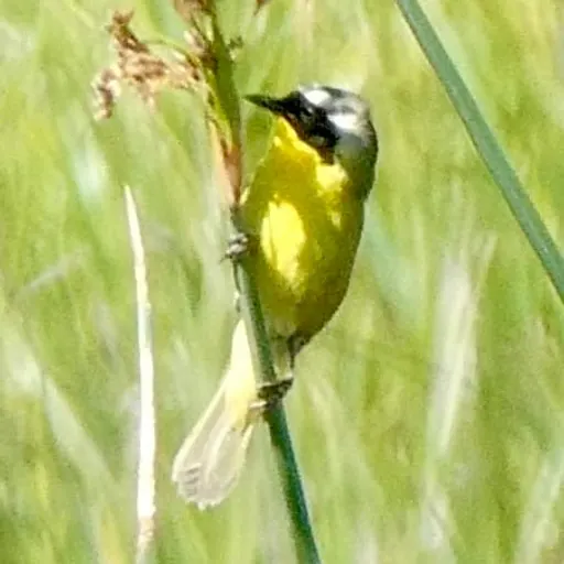 Common Yellowthroat