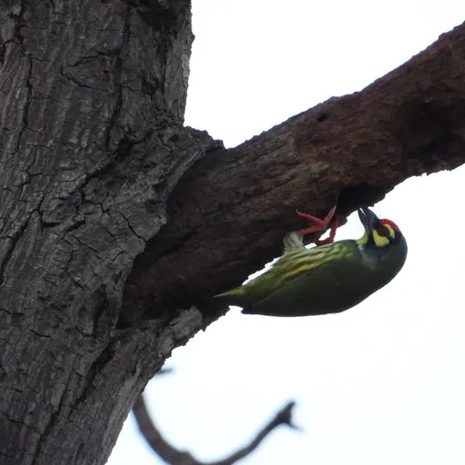 Coppersmith Barbet