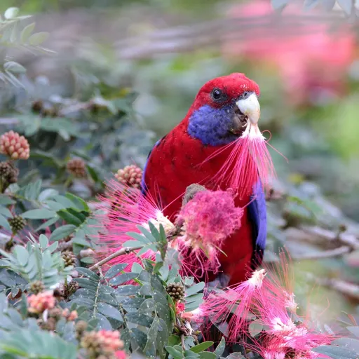 Crimson Rosella