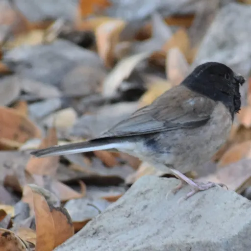 Dark-eyed Junco