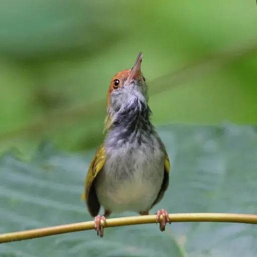 Dark-necked Tailorbird