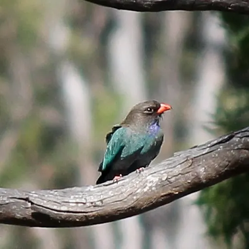 Dollarbird