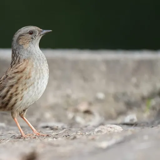 Dunnock