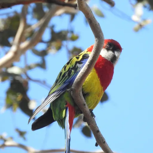 Eastern Rosella