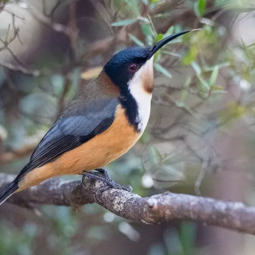 Eastern Spinebill