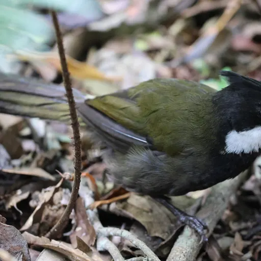 Eastern Whipbird