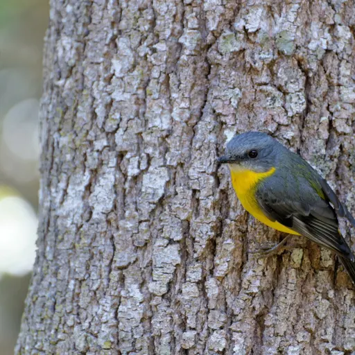 Eastern Yellow Robin