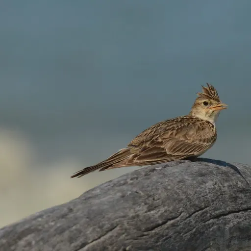 Eurasian Skylark