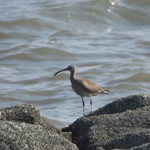 Eurasian Whimbrel
