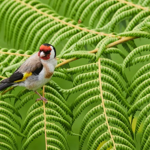European Goldfinch