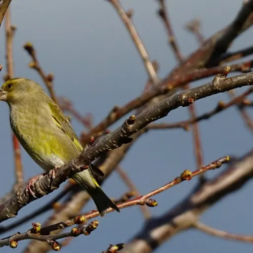 European Greenfinch