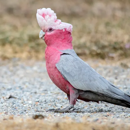 Galah with pink and grey plumage