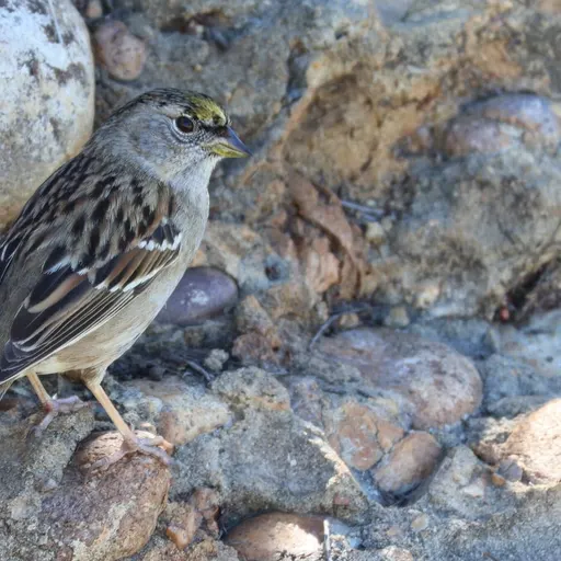 Golden-crowned Sparrow