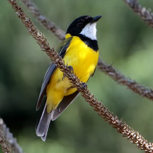 Golden Whistler