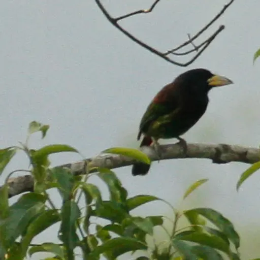 Great Barbet