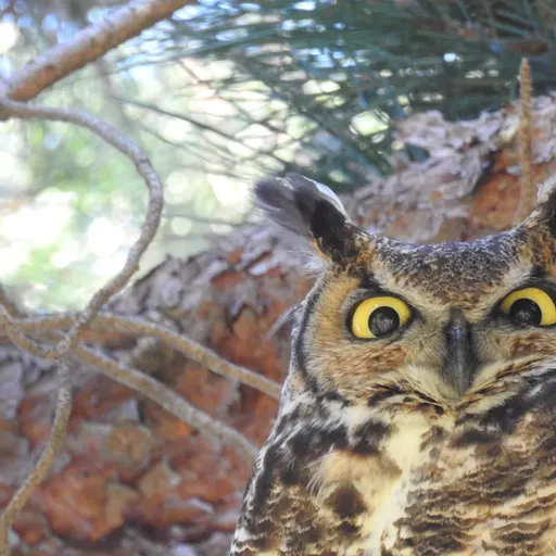 Great Horned Owl