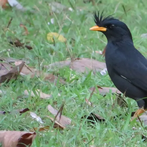 Great Myna