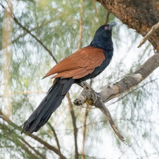 Greater Coucal