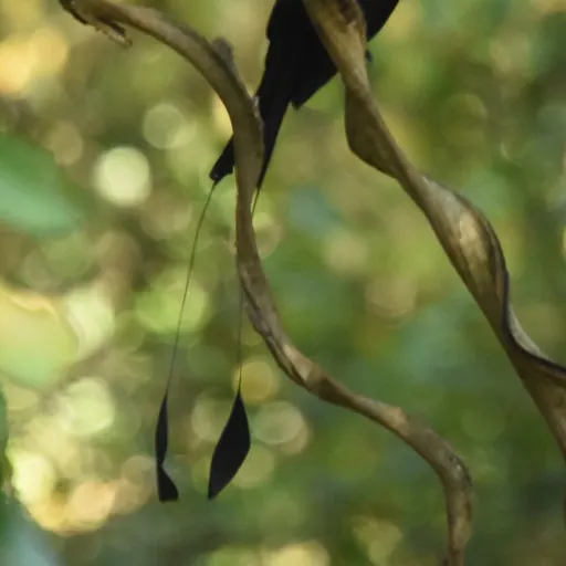 Greater Racket-tailed Drongo