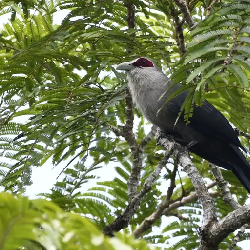 Green-billed Malkoha