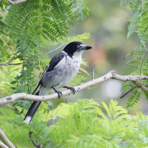 Grey Butcherbird