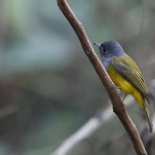 Grey-headed Canary-Flycatcher
