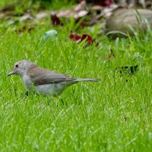 Grey Shrikethrush
