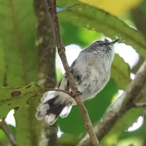 Grey Warbler