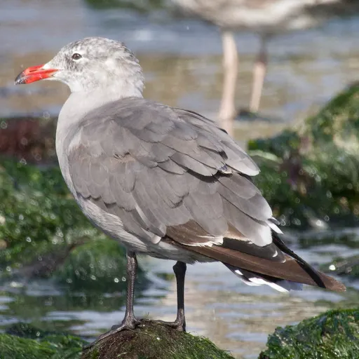 Heermann's Gull