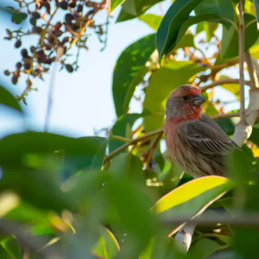 House Finch
