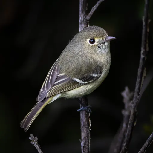 Hutton's Vireo