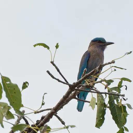 Indochinese Roller