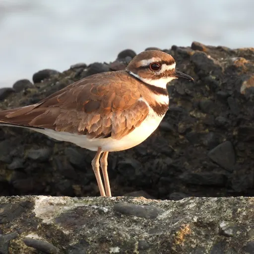 Killdeer