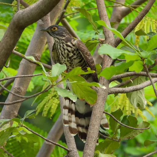 Large Hawk-Cuckoo