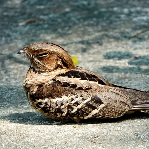 Large-tailed Nightjar