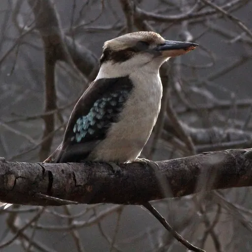 Laughing Kookaburra perched on a branch