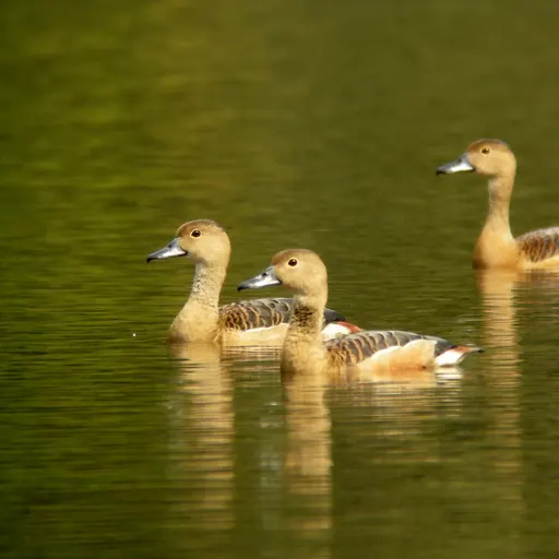 Lesser Whistling-Duck
