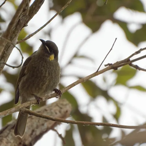 Lewin's Honeyeater