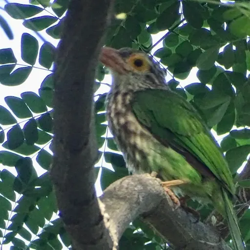 Lineated Barbet