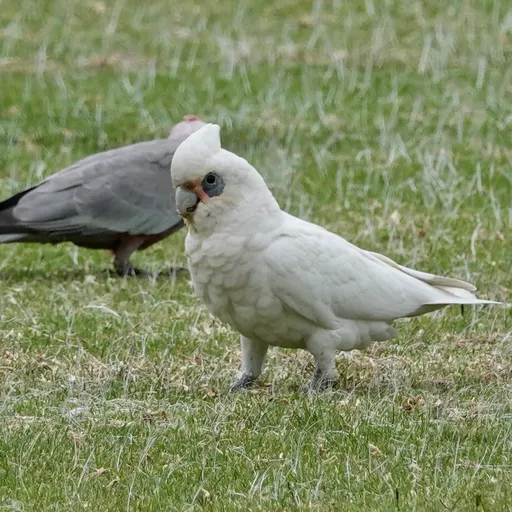 Little Corella