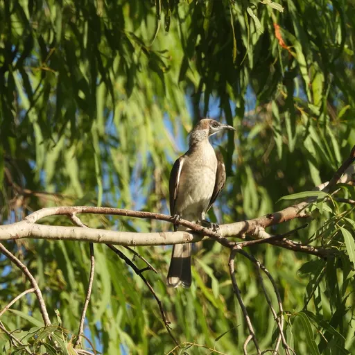 Little Friarbird