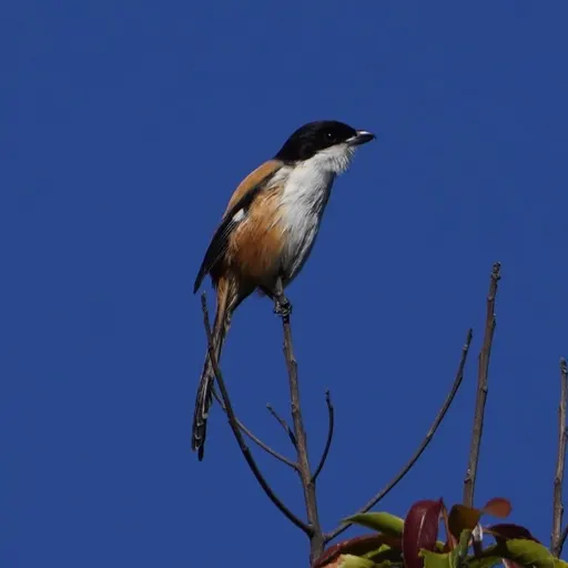 Long-tailed Shrike
