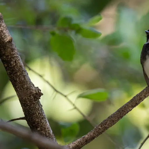 Malaysian Pied-Fantail