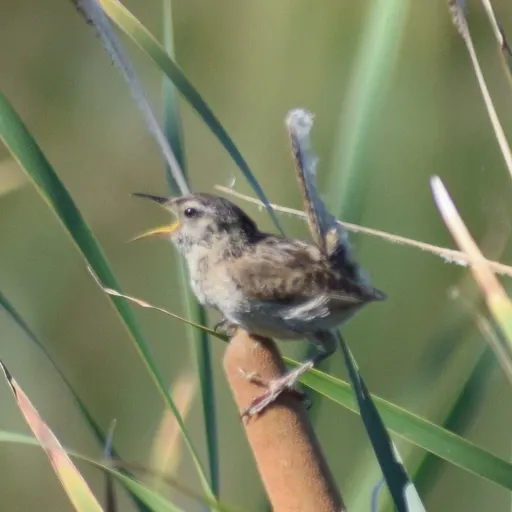 Marsh Wren