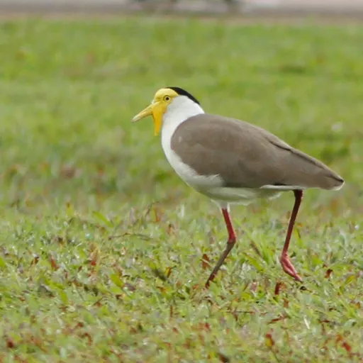 Masked Lapwing