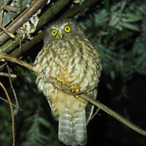Morepork