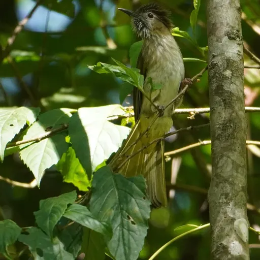 Mountain Bulbul