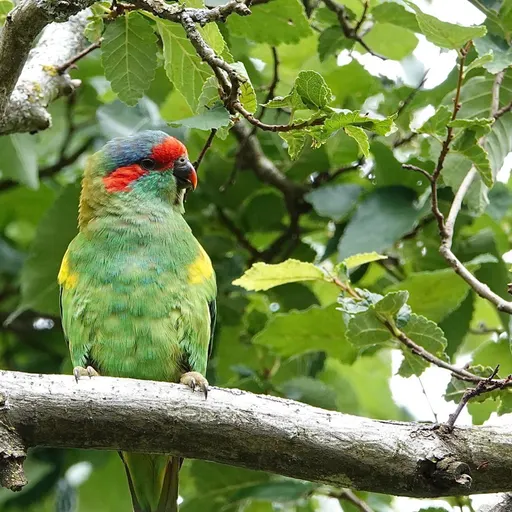 Musk Lorikeet