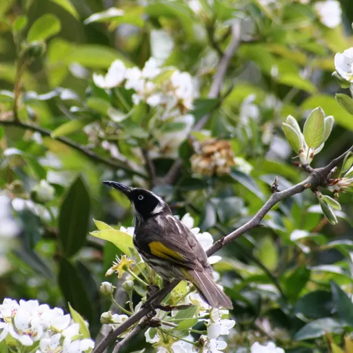New Holland Honeyeater