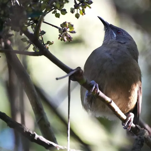 New Zealand Bellbird